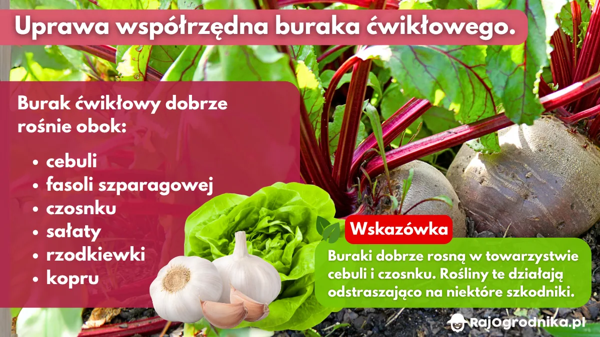 Uprawa-współrzędna-bukatów-ćwikłowych-w-ogrodzie-blog-rajogrodnika
